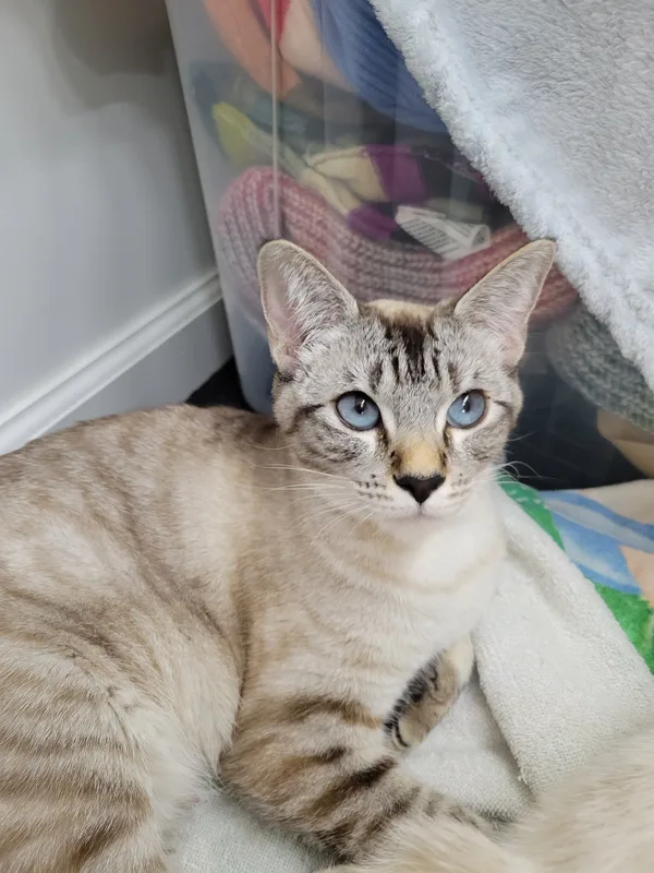 CiCi