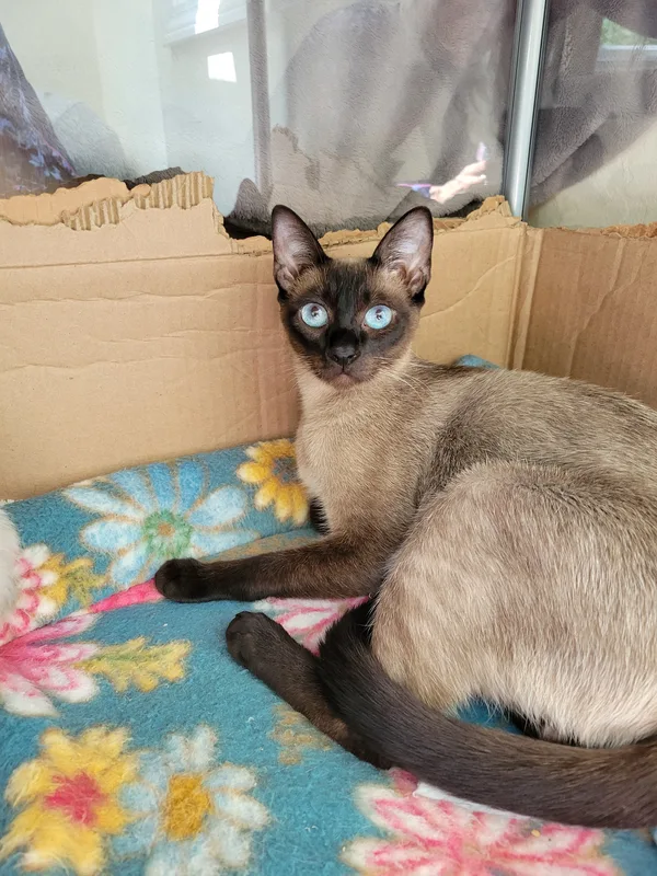 Misha
